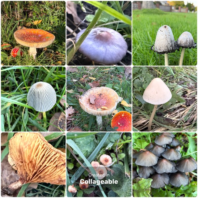 Village Funghi, October 2026